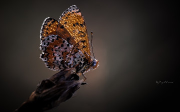 Картинка животные бабочки бабочка капли роса макро серый фон крылья