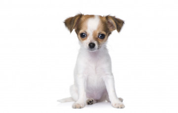 Картинка животные собаки чихуахуа щенок