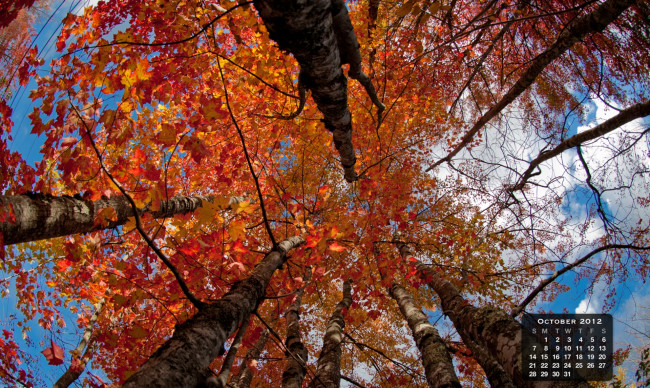 Обои картинки фото календари, природа, деревья, крона, осень