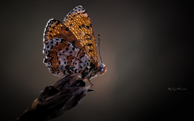 Обои картинки фото животные, бабочки, бабочка, капли, роса, макро, серый, фон, крылья