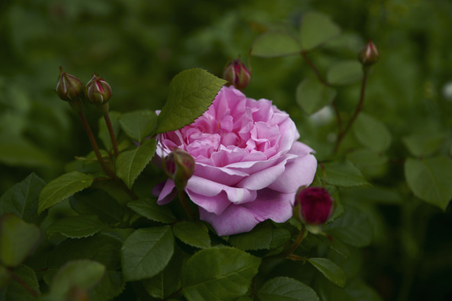 Обои картинки фото цветы, розы, бутоны, розовый, лепестки