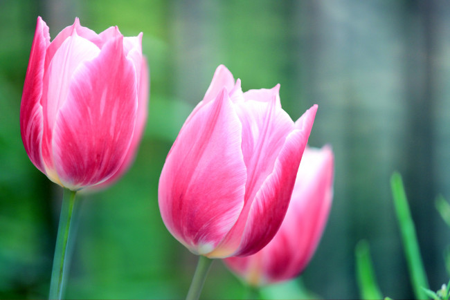 Обои картинки фото цветы, тюльпаны, розовый, бутоны