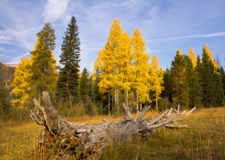 Картинка природа лес поле небо осень коряга