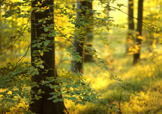 Картинка природа листья ветки весна лес деревья