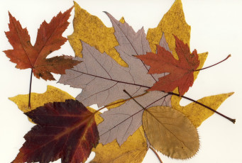Картинка природа листья фон макро