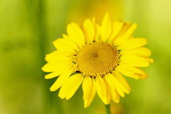 Картинка цветы ромашки жёлтый цветок