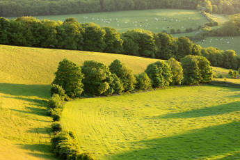 Картинка природа деревья поля