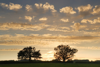 Картинка природа восходы закаты деревья закат облака небо