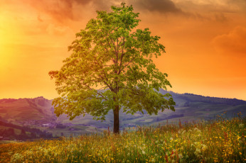 Картинка природа деревья небо дерево закат луг
