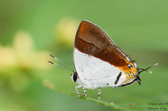 Картинка животные бабочки +мотыльки +моли бабочка крылья усики макро фон