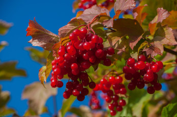 Картинка природа Ягоды +калина куст калина осень красный ягоды