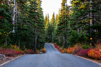 Картинка природа дороги шоссе лес