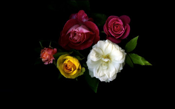 Картинка цветы розы свет обои фон лепестки букет тень роза