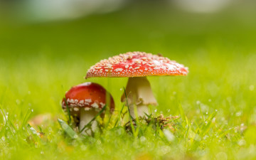 Картинка природа грибы +мухомор фон
