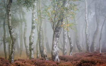 Картинка природа лес осень туман берёзы