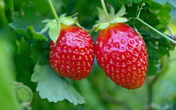 Картинка природа Ягоды красный клубника ягоды