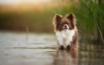 Картинка животные собаки озеро друг взгляд собака