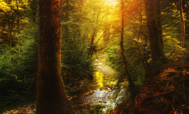 Обои картинки фото природа, лес, ручей, деревья