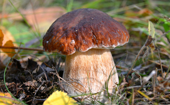 Обои картинки фото природа, грибы, гриб, макро, боровик