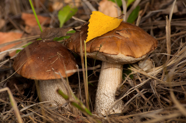 Обои картинки фото природа, грибы, осень, пара, подберезовик