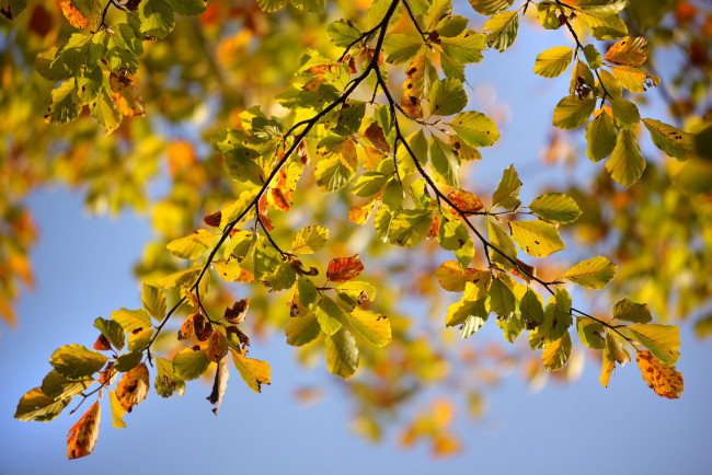 Обои картинки фото природа, листья, осень, ветка
