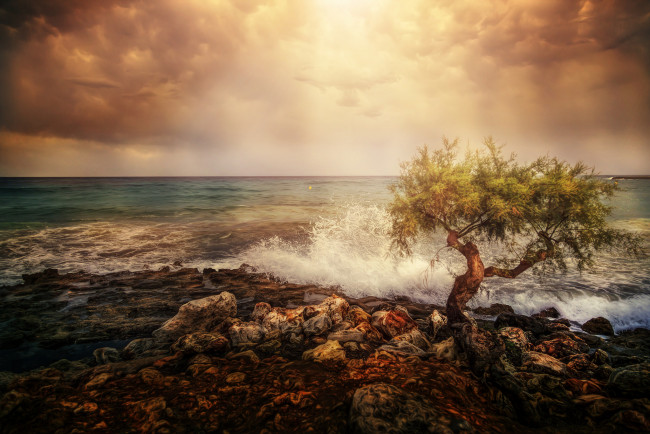 Обои картинки фото природа, побережье, камни, море, дерево, небо