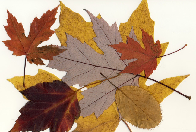 Обои картинки фото природа, листья, фон, макро