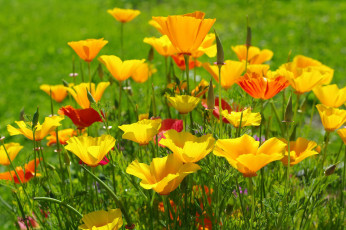 Картинка цветы эшшольция+ калифорнийский+мак жёлтый цвет июль эшшольция лето красота флора природа дача