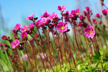 Картинка цветы камнеломка растения природа небо множество май красота дача весна цветущий мох флора розовый цвет
