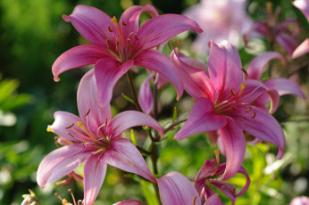 Картинка цветы лилии +лилейники дача июль красота лето луковичные пестики природа растения розовый цвет тычинки флора