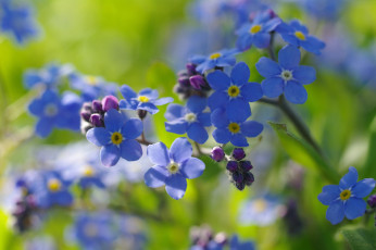Картинка цветы незабудки первоцветы нежность радость дача май макро природа флора голубой цвет весна красота