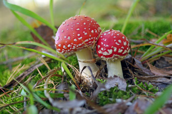 Картинка природа грибы +мухомор лес макро мухомор мухоморы несъедобные осень пара прогулка растения сентябрь