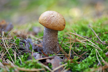 Картинка природа грибы лес макро мох осень подосиновик прогулка растения сентябрь съедобные трофеи