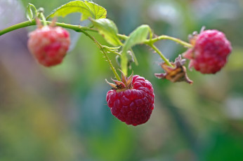 Картинка природа Ягоды дача десерт красота лакомство малина осень позитив сентябрь сладко урожай услада ягоды