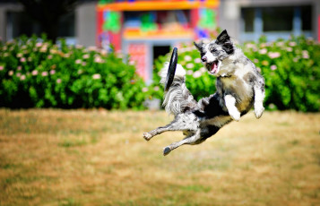 Картинка животные собаки прыжок