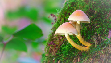 Картинка природа грибы гриб мох лес