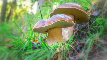 Картинка природа грибы лес трава