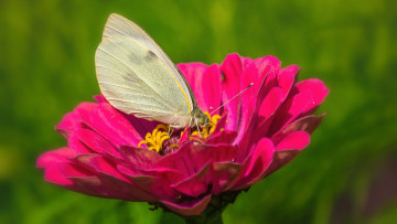 Картинка животные бабочки +мотыльки +моли циннея бабочка цветок макро