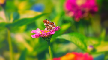 Картинка животные бабочки +мотыльки +моли макро циннея бабочка цветок