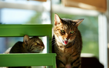 Картинка животные коты двое