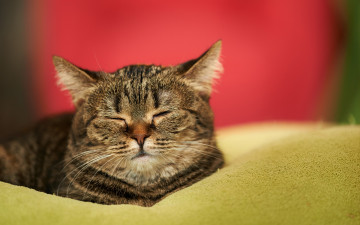 Картинка животные коты отдых