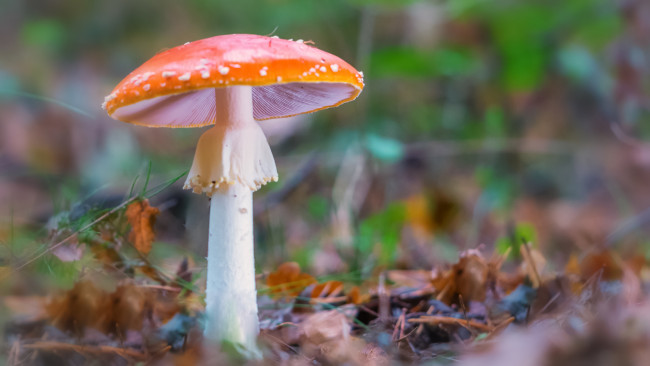 Обои картинки фото природа, грибы,  мухомор, гриб, листья, лес