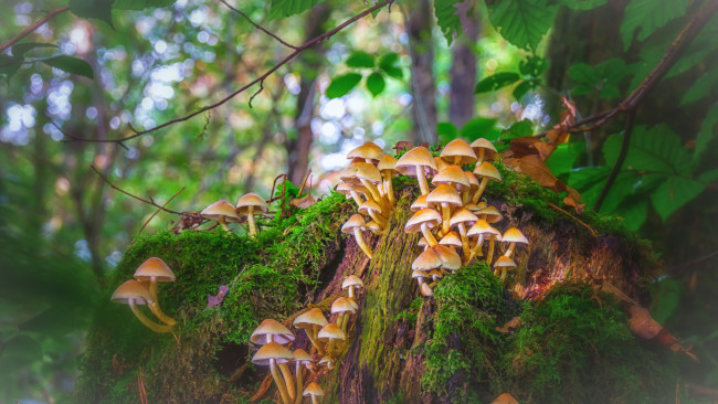 Обои картинки фото природа, грибы, лес, мох