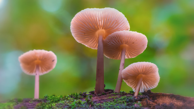 Обои картинки фото природа, грибы, лес, мох, гриб