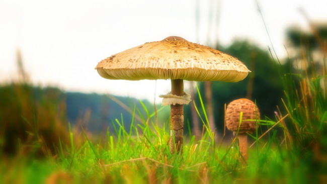 Обои картинки фото природа, грибы, лес, трава