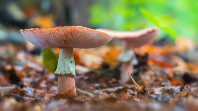 Обои картинки фото природа, грибы, листья, лес, гриб