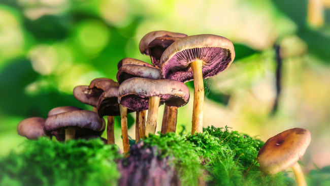 Обои картинки фото природа, грибы, мох, гриб, лес
