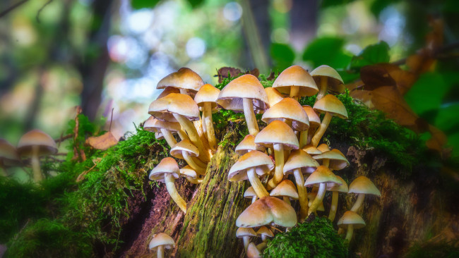 Обои картинки фото природа, грибы, мох, лес, гриб