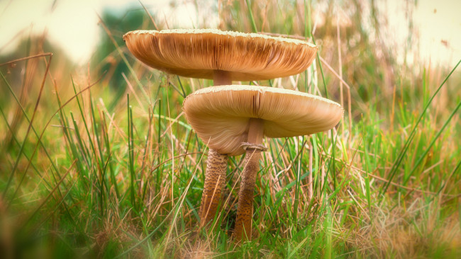 Обои картинки фото природа, грибы, трава, лес