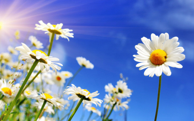 Обои картинки фото цветы, ромашки, spring, небо, солнце, весна